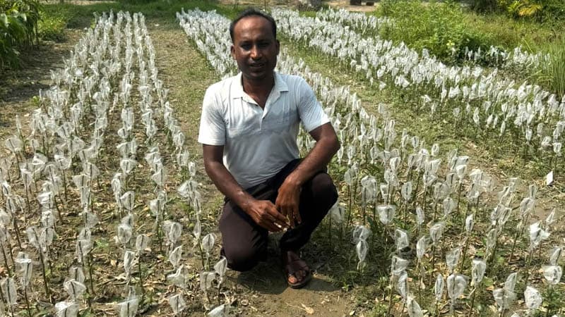 লেবুর কলম তৈরি করে সফল ডুমুরিয়ার নিউটন মন্ডল, কৃষিতে নতুন দৃষ্টান্ত