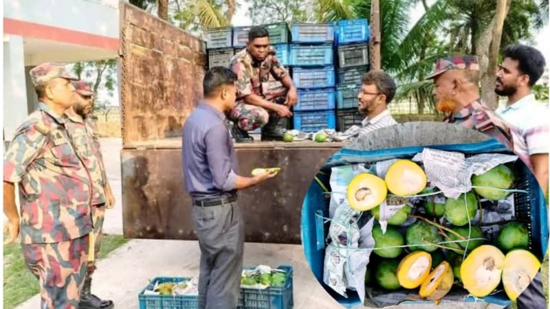 কালিগঞ্জে ভ্রাম্যমাণ আদালতের অভিযানে রাসায়নিক দিয়ে পাকানো আম জব্দ, বিনষ্ট 