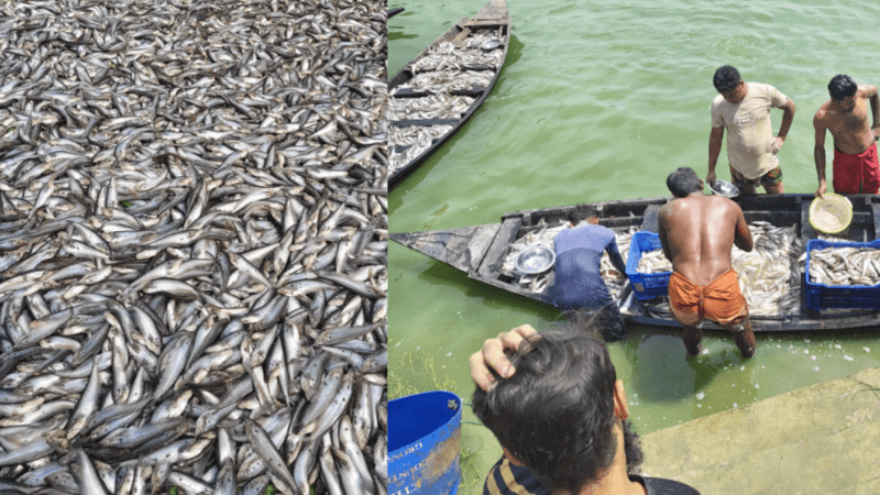 শার্শায় বিদ্যুৎ বিভ্রাটে সোনামুখো বিলে ১৫ কোটি টাকার মাছ নিধন