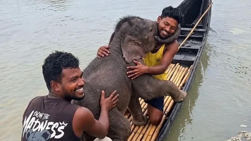 তিস্তার স্রোতে ভেসে যাওয়া হাতিশাবক উদ্ধার, মায়ের কাছে ফিরিয়ে দিলেন জেলেরা